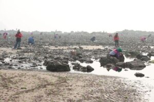 海蛎子加入“赶海套餐”：铺满海滩