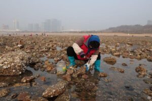 海蛎子加入“赶海套餐”：铺满海滩