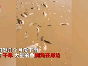 鄱阳湖上万斤鱼搁浅 20多人自费转运