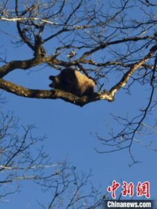 秦岭再现大熊猫“遛娃”