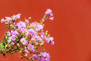 女神节是几月几号_女神节的时间