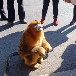 金丝猴弄坏行李架 路人摸头安慰