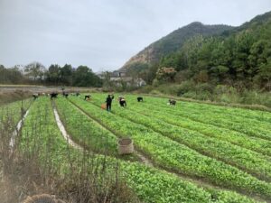 双林镇：抓好秋冬种，稻田轮作忙