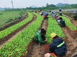 湖泽镇：按下党建引领村集体经济“加速键”