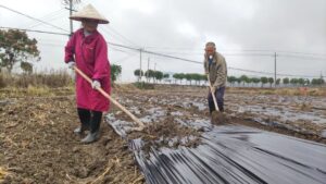 小雨纷纷冬种忙