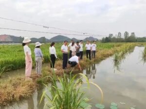 湖泽镇：闯出新路子，稻螺茭白一地三用有前景