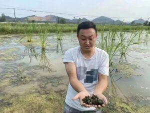 湖泽镇：闯出新路子，稻螺茭白一地三用有前景