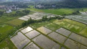 湖泽镇：闯出新路子，稻螺茭白一地三用有前景