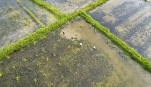 湖泽镇：闯出新路子，稻螺茭白一地三用有前景