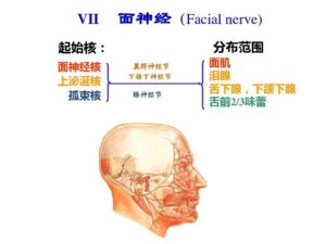 面瘫的发病原因_面瘫的临床表现