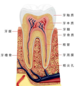 为什么牙龈会萎缩_健康牙龈的构成