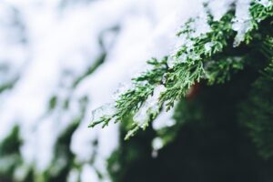 咏雪诗词有哪些_16首经典咏雪诗词