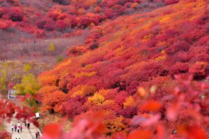 香山红叶是什么地方_香山红叶是哪里的景色