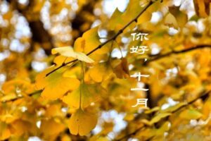 11月祝福的句子_11月极简文案