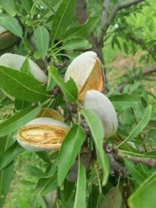 巴旦木的植物学特点_巴旦木的利用价值