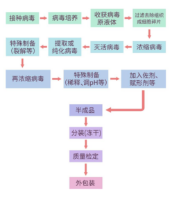 什么是灭活疫苗_灭活疫苗是如何生产出来的