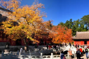 香山红叶是什么地方_香山红叶是哪里的景色