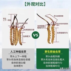 哪里的虫草最好_野生虫草和人工虫草的区别