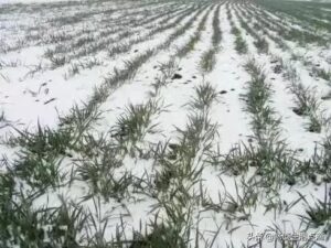 下雪前有什么预兆_冬天下雪前的预兆