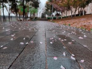 三月初七下雨有什么说法_为什么人们怕三个七日