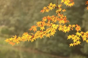 暗送秋波来自哪些古诗词_暗送秋波解析