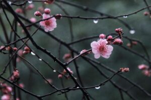 三月初七下雨有什么说法_为什么人们怕三个七日