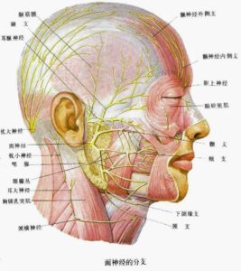 面瘫的发病原因_面瘫的临床表现