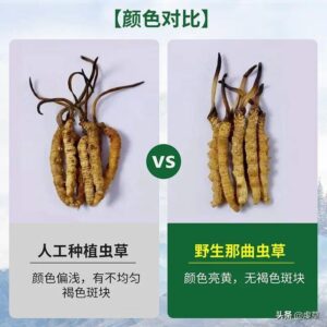 哪里的虫草最好_野生虫草和人工虫草的区别