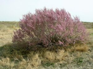 沙漠有哪些植物_沙漠中的勇士植物