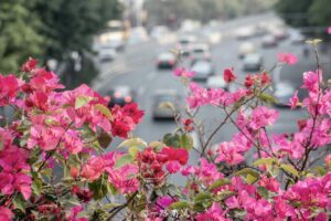 以花闻名的城市是哪里_外号叫花的城市