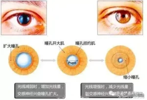 吸毒人的眼睛有什么特征_吸毒人的眼睛特征