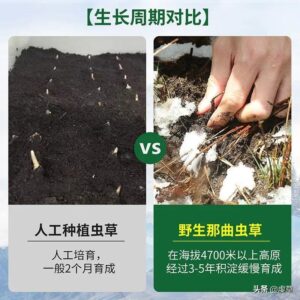 哪里的虫草最好_野生虫草和人工虫草的区别