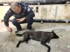 4人毒杀89只狗被拘 涉案23万余元