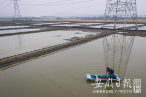 安徽庐江：生态种养走出“绿色”致富路