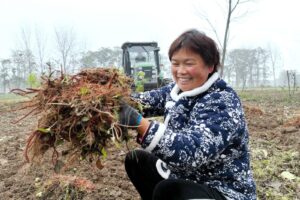 安徽亳州谯城区魏岗镇：好种育好苗 好苗种好药