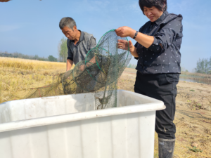 安徽利辛程家集镇：昔日“涝洼地”今日致富“聚宝盆”