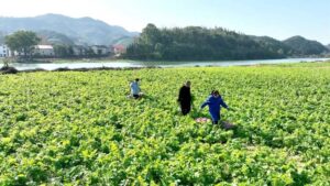 一方“小萝卜”带富一个村！这里的特色种植撬动乡村振兴大发展