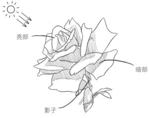 玫瑰花怎么画_玫瑰花的画法