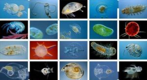 海洋生物有多少种_海洋生物图片及名称大全