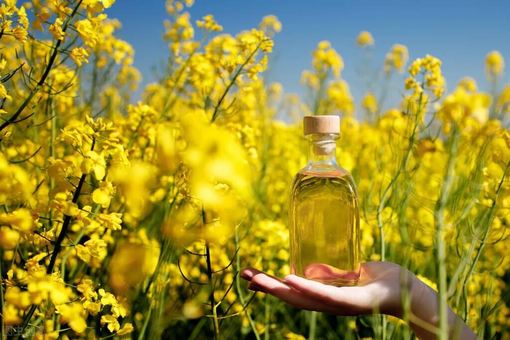 全国哪种食用油最好_中国人常吃的植物油