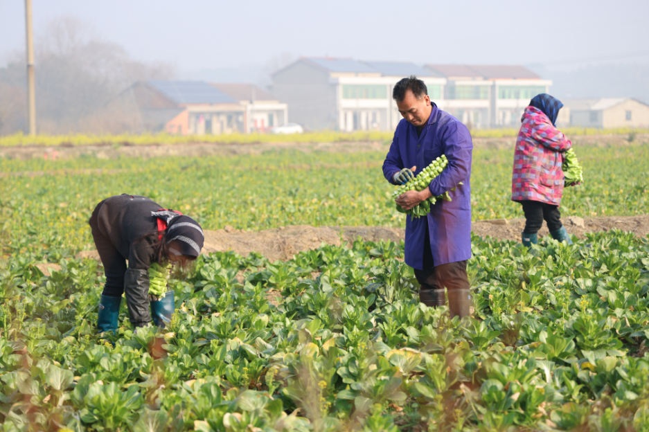 资阳区邹家桥村：千亩菜薹次第丰收