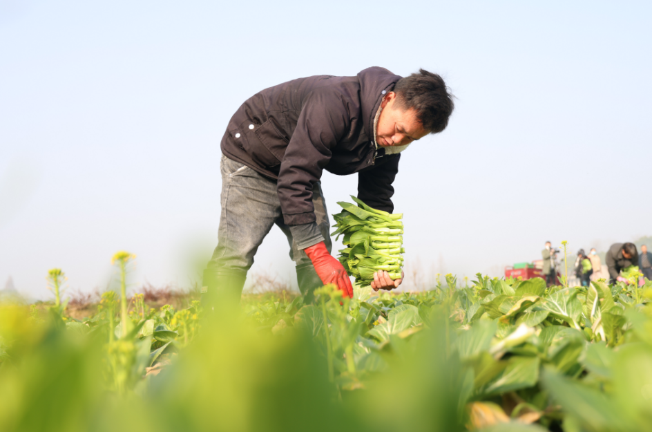 资阳区邹家桥村：千亩菜薹次第丰收