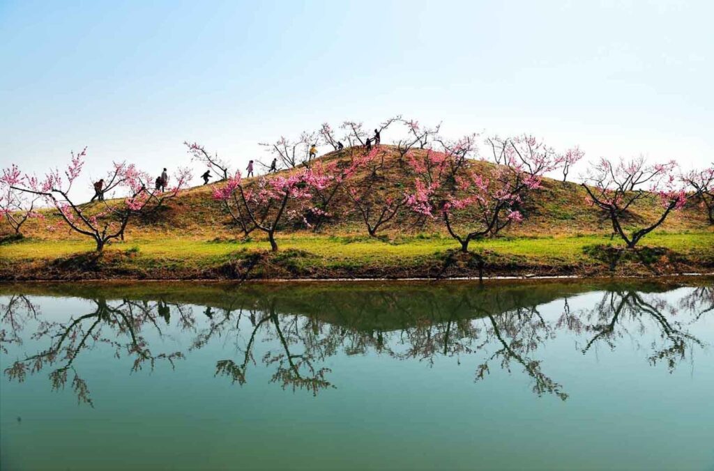 江苏宿迁泗阳成子湖社区：湖光花海 “桃花源”里好生活