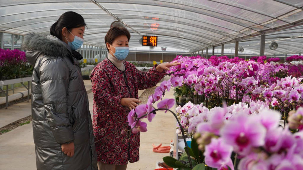 江苏射阳：5万株蝴蝶兰绽放迎新春 花经济带动乡村振兴