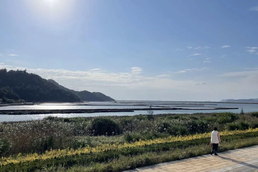 温州洞头：看梦幻海湾芦苇飘荡 邂逅冬日里的浪漫