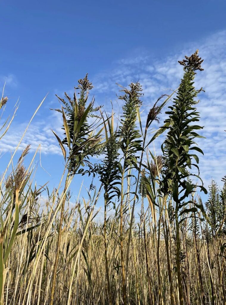 温州洞头：看梦幻海湾芦苇飘荡 邂逅冬日里的浪漫