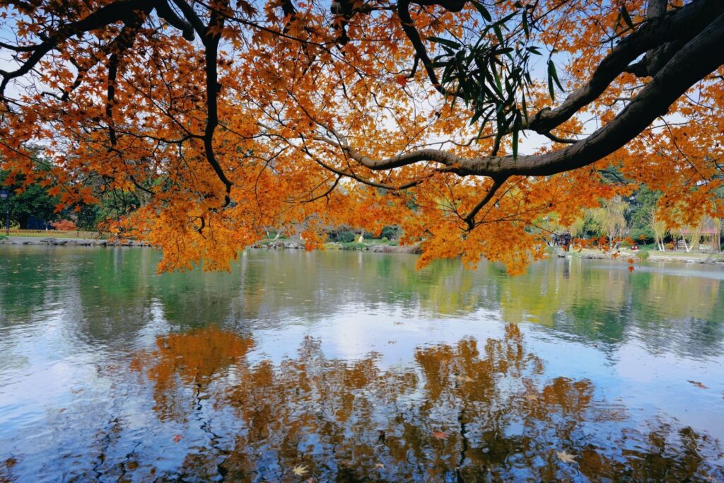 每日一景丨杭州西湖：西湖“枫”景 如诗如画