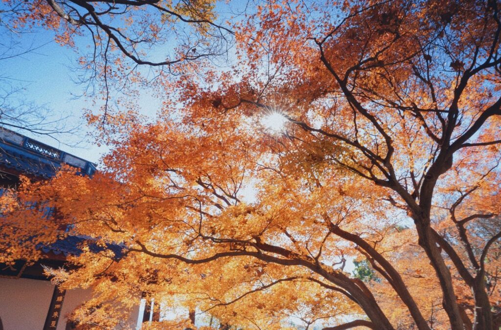 每日一景丨杭州西湖：西湖“枫”景 如诗如画