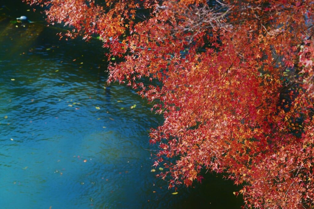 每日一景丨杭州西湖：西湖“枫”景 如诗如画