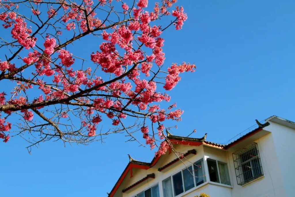 云南丽江：在新的一年 赶赴一场“冬樱花季”